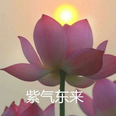 小笨梦幻西游手游下载